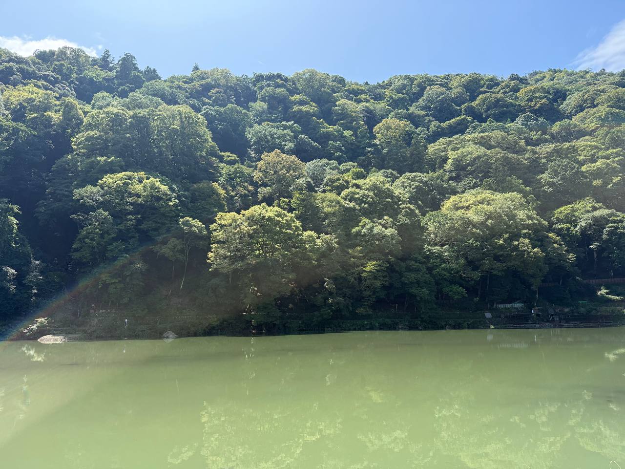 A green forest reflected in a lake