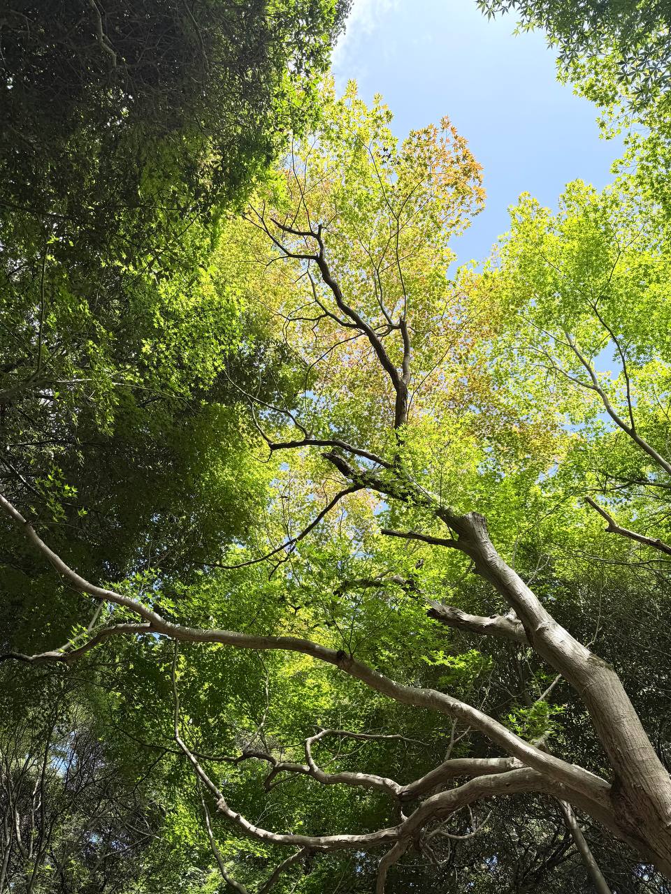 Looking up through tall green trees