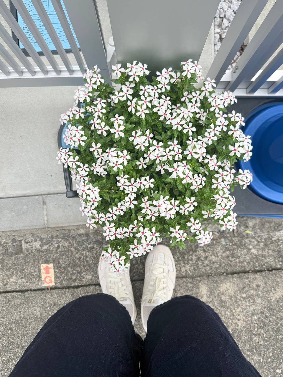 White flowers growing in a planter